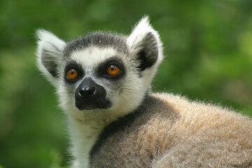 Portrait of a Ring-tailed Lemur against a green background
