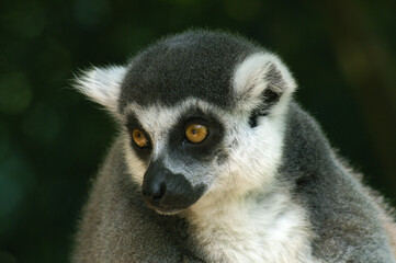 Portrait of a Ring-tailed Lemur against a dark background
