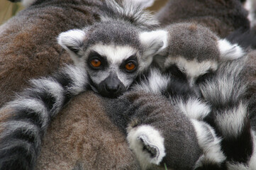 Fototapeta premium A group of Ring-tailed Lemurs cuddling together to stay warm 