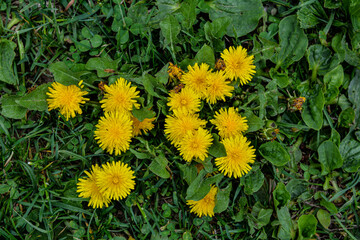 Close-up view of beautiful blooming dandelions, selective focus