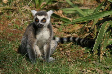 A portrait of a adult Ring-tailed Lemur enjoying the sunshine
