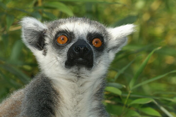 Portrait of a Ring-tailed Lemur against a green background
