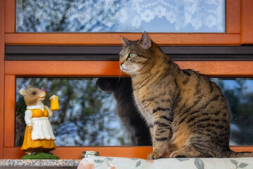 Tabby cat sitting on a windowsill next to a mouse figurine with a glass of beer