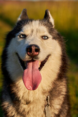 Happy smiling face of a husky dog close-up
