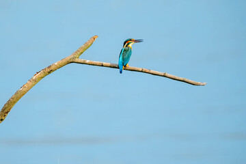 Kingfisher || IJsvogel