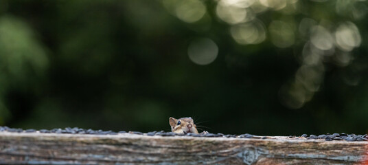 Cheerful chipmunk is playing hide and seek