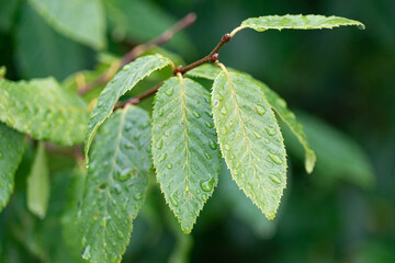 After the rain shower: Water droplets sitting on green leaves