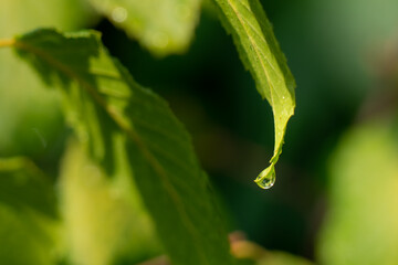 One drop of water sitting on the tip of a hornbeam leaf after a rain squall