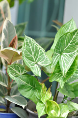 Obraz premium Syngonium Batik, Syngonium podophyllum or Syngonium podophyllum, Arrowhead Vine or Goosefoot or Araceae plant