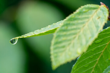 After the rain shower: Water droplets sitting on green leaves