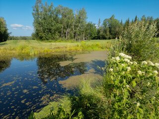 Walk on the edge of a marsh with its aquatic plants in July in Quebec, Canada