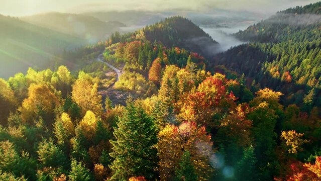 Aerial view of colorful autumn trees in the misty mountains at sunrise. Golden autumn in the mountains. Beautiful sunny morning, autumn orange and red trees and light fog in the valley