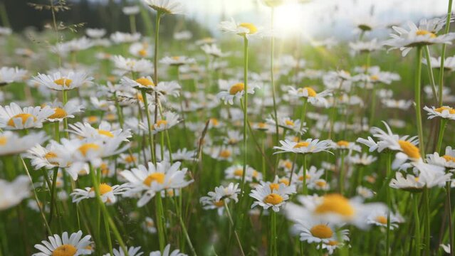 Camera moves through field of white and yellow daisies. Summer flowers sway in the wind with warm sunrays. Alpine daisy flowers in the mountains