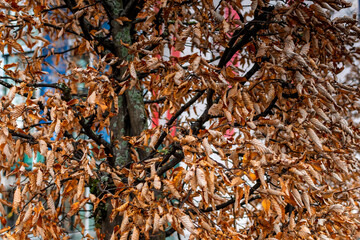 Beautiful autumn tree with fallen dry leaves.