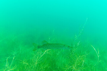 A pike in a lake