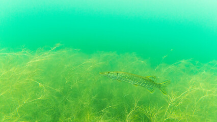 A pike in a lake