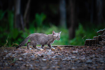A stray cat in the garden with green trees.