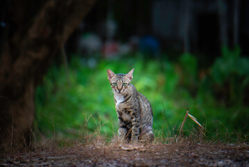 A stray cat in the garden with green trees.