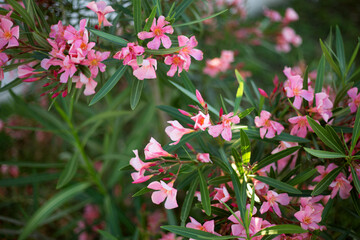 Beautiful pink oleander flowers on blur green leaves background