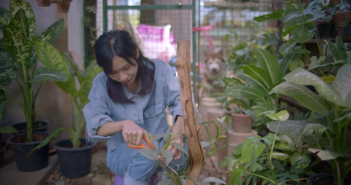 Asian farmer woman who owns an ornamental plant farm is  propagating ornamental plants in new pots for sale in her garden house.