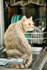 The cat sits in front of the dishwasher.