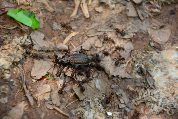 group of ants on the ground eating big black beetle, close-up