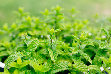 Green Mint leaves background. Spearmint growing in a plant pot in a herb home garden. Tea ingredient. Ecology organic natural layout