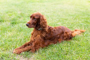 Beautiful happy Irish Setter dog is lying in grass on a beautiful summer day. Copy space. Full...