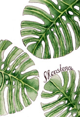 Tropical watercolor leaf green illustration fresh monstera. original watercolor painting