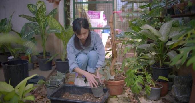 Asian farmer woman who owns an ornamental plant farm is  propagating ornamental plants in new pots for sale in her garden house.
