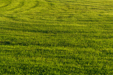 Green field background at sunset time, landscape view. High-quality photo
