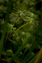 Fleur, papillon, cascade d'eau, rivière... florilège de la nature et beauté environnante.