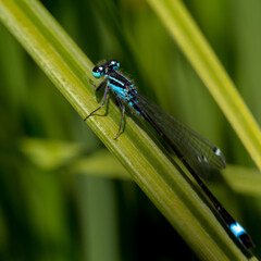 Fleur, papillon, cascade d'eau, rivière... florilège de la nature et beauté environnante.
