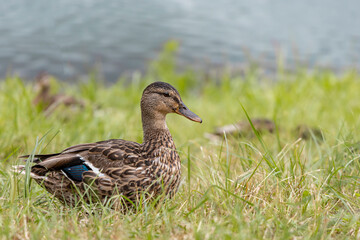 Duck. Wild waterfowl on the shore of the lake on a summer sunny day close-up. Hunting concept. Copy space..