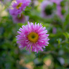 Obraz premium Fleur, papillon, cascade d'eau, rivière... florilège de la nature et beauté environnante.