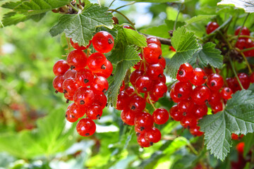 Ripe and Fresh Organic Red Currant Berries Growing in Close-up.