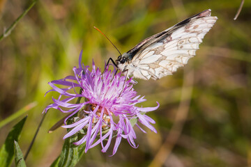 Fleur, papillon, cascade d'eau, rivière... florilège de la nature et beauté environnante.
