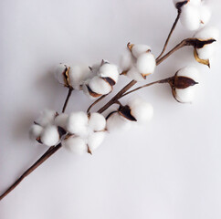 Cotton branch isolated on the white background