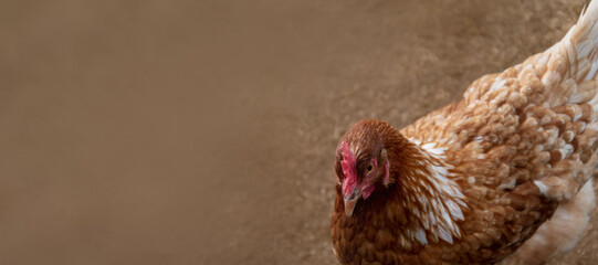 ein Huhn rotbraun rechts am Bildrand mit Freifläche