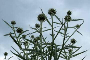 the globe artichoke also known by the names french artichoke and green artichoke with a stormy summer sky in the background