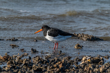 Austernfischer am Nordseestrand