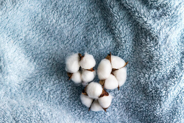 Cotton flowers on the blue textile. Close up.