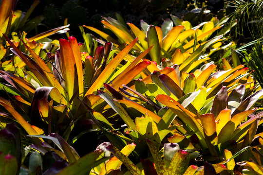 Bromeliads Garden