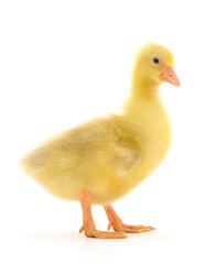 Little cute duckling.