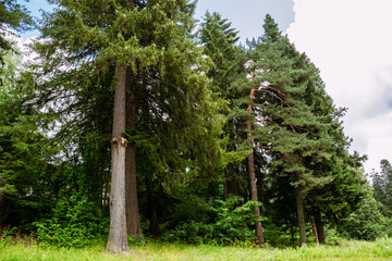 Fototapeta premium Idyllic forest view by the Rila mountain in Bulgaria