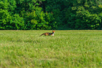 One fox moves across the meadow in the morning.