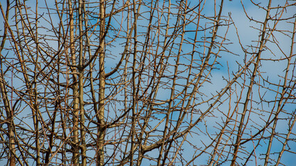 Branches of a tree without foliage against the sky.