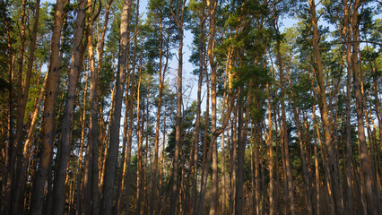 Trunks of trees in a pine forest, panoramic landscape.