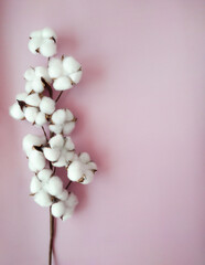 Branch of cotton flower on the pink background with copy space.