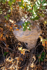 A wasp grey hive in the forest